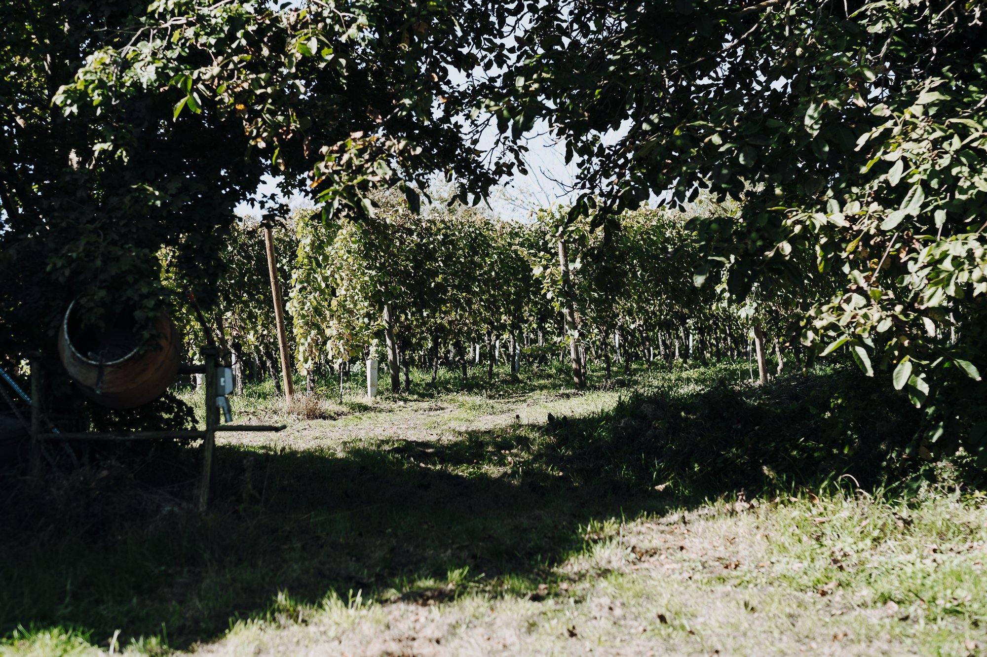 Weinlese – Helfer gesucht!